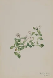 コケモモ（Mitchella repena）