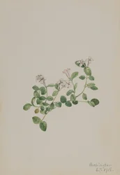 パートリッジベリー Mitchella repena, 1918.