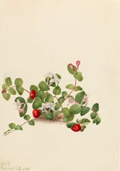 パートリッジベリーMitchella repens, 1925.