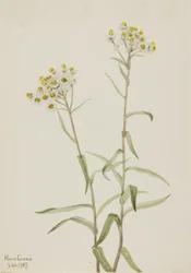 パール エバーラスティング Anaphalis margaritacea、1917 年。