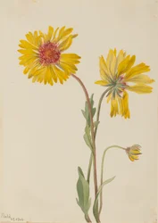 多年生ガイラルディア（Gaillardia aristata）