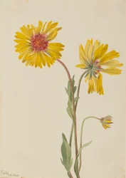 Perennial Gaillardia Gaillardia aristata, 1904.