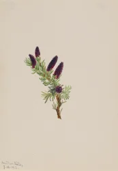 Picea engelmanni, 1913.