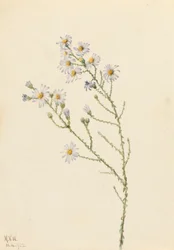 Pineland Aster Aster squarrosus、1922年。