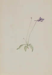 Pinguicula vulgaris、カリフォルニア州。 1930年代初頭。