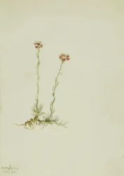 ピンクのネコノアシ（Antennaria rosea）