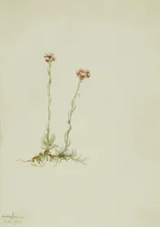 ピンクのキャッツフット、Antennaria rosea、1916年。