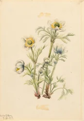 プルームアネモネ（Pulsatilla occidentalis）