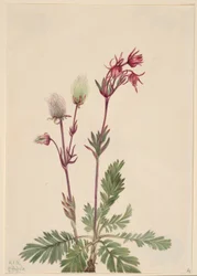 プレーリースモーク（Sieversia ciliata）