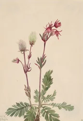 Prairie-Smoke Sieversia ciliata, 1921.