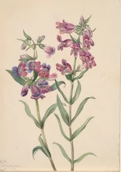 Prairie Pentstemon Pentstemon erianthera, 1923.