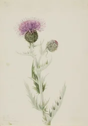 プレーリーアザミ Cirsium undulatum, 1923.