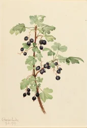 ウチワサボテン Ribes lacustre、1919 年。