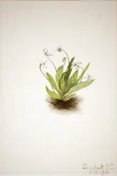 サクラソウスミレ（Viola primulifolia）