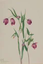 パープルフェアリーランタン（Calochortus anoenum）