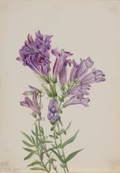 Purple Pentstemon Pentstemon lyallii, 1923.