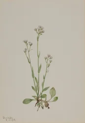 プッシー・トゥー（Antennaria racemosa）