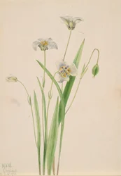 Pussy-ears Calochortus elegans, 1923.