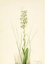 ラグドフリンジオーキッド (Habenaria lacera)
