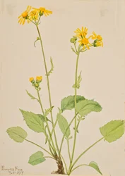 キーワード Senecio burkei, 1917.