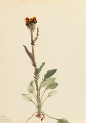 Rayless Groundsel Senecio pauciflorus, 1921.