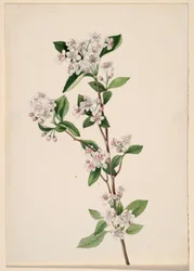 レッドチョークベリー (Aronia arbutifolia)