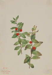 レッド・コマンドラ（Comandra livida）