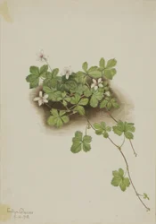 レッドデューベリー Rubus pedatus, 1918.