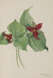 レッド・トリリウム（Trillium erectum）