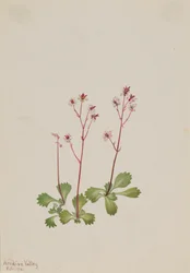 赤茎ユキノシタ Saxifraga lyallii、1916 年。