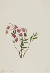 ロッキー・マウンテン・カルミア（Kalmia microphylla）