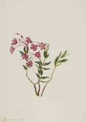 ロッキーマウンテンカルミア Kalmia microphylla, n.d.