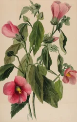 ローズリンドウ Sabbatia angularis, 1880.