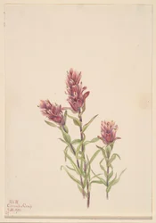ローズ・ペイントブラシ（Castilleja pallida）