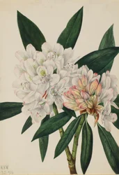 Rosebay Rhododendron Rhodododendron maximum, 1926.