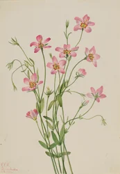 Saltmarsh Rosegentian Sabbatia stellaris, 1926.