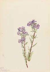 サンド・ファセリア（Phacelia linearis）