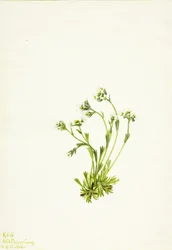 ユキノシタ Saxifraga caespitosa, 1924.