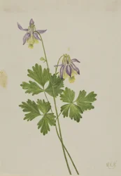 ショートスプールコロンバイン（Aquilegia brevistyla）