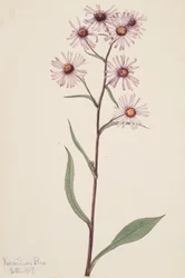 Showy Aster Aster conspicuus, 1917.