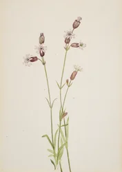 Silene multicaulis, 1900-1920年頃。
