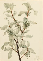 シルバーベリー Elaeagnus commutata, 1922.
