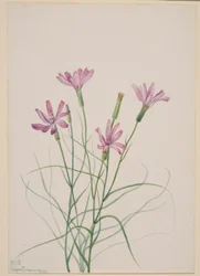 スケルトンウィード（Lygodesmia grandiflora）