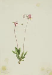 スレンダーシューティングスター (Dodecatheon pauciflorum)