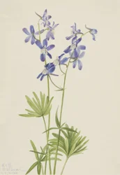 Slim Larkspur Delphinium depauperatum, 1924.