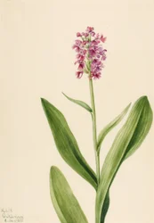 スモール・パープル・フリンジ・オーキッド (Habenaria psychodes)