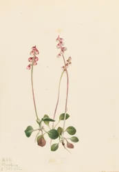Small Pyrola Pyrola minor Pyrola minor, 1922.