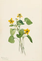 スムースイエローバイオレット（Viola eriocarpa）