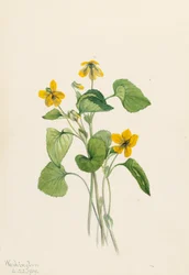 スムースイエローバイオレット Viola eriocarpa, 1919.