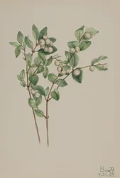スノーベリー Symphoricarpos albus, 1918.
